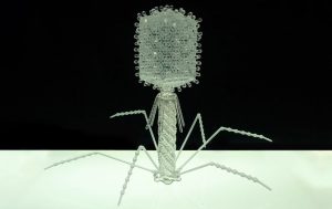 bacteriophage