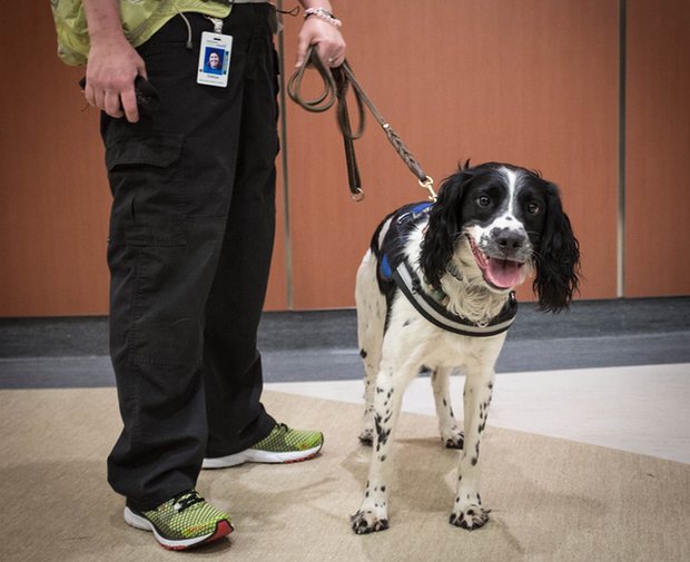 Is Angus the cutest addition to the war on superbugs?