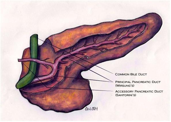 New pancreatic cancer blood test could make vital progress in early detection